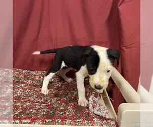 Staffordshire Bull Terrier Dogs for adoption in Modesto, CA, USA