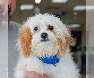 Cavalier King Charles Spaniel Dogs for adoption in Mundelein, IL, USA