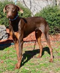 Doberman Pinscher Dogs for adoption in Little Rock, AR, USA