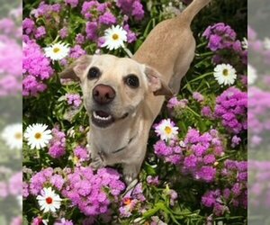 Chihuahua-Unknown Mix Dogs for adoption in Phoenix, AZ, USA