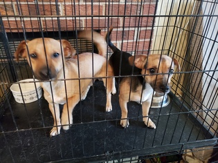 Jack Chi Dogs for adoption in Woodbridge, VA, USA