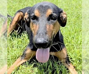 Doberman Pinscher-Unknown Mix Dogs for adoption in Houston, TX, USA