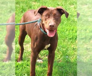 American Pit Bull Terrier-Labrador Retriever Mix Dogs for adoption in Thief River Falls, MN, USA