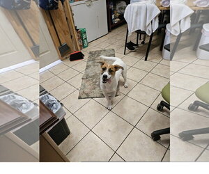 Beagle-Unknown Mix Dogs for adoption in Tracy City, TN, USA