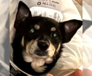 Doxie-Pin Dogs for adoption in Lake Forest, CA, USA