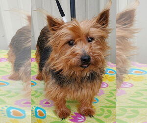 Norwich Terrier Dogs for adoption in Mountain View, MO, USA