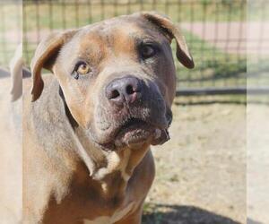 American Staffordshire Terrier-Unknown Mix Dogs for adoption in San Antonio, TX, USA