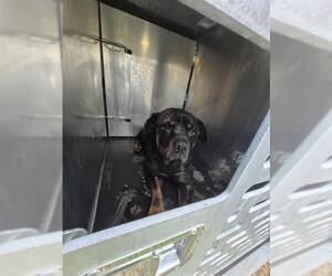 Rottweiler-Unknown Mix Dogs for adoption in San Antonio, TX, USA