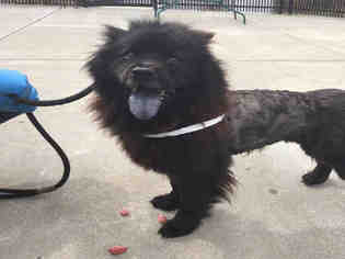Chow Chow Dogs for adoption in Canfield, OH, USA
