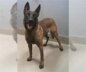 Mutt Dogs for adoption in Las Vegas, NV, USA