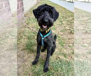 Labradoodle Dogs for adoption in Lee's Summit, MO, USA