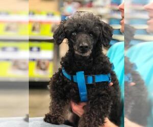 Medium Photo #1 Poodle (Toy) Puppy For Sale in Pacolet, SC, USA