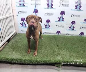 American Bandogge mastiff Dogs for adoption in Orlando, FL, USA