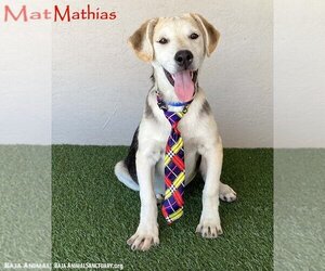 Huskies -Unknown Mix Dogs for adoption in San Diego, CA, USA