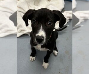 Labrador Retriever-Unknown Mix Dogs for adoption in Fremont, CA, USA