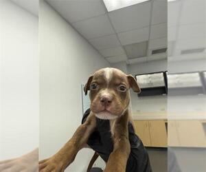 American Pit Bull Terrier-Rat Terrier Mix Dogs for adoption in Corpus Christi, TX, USA
