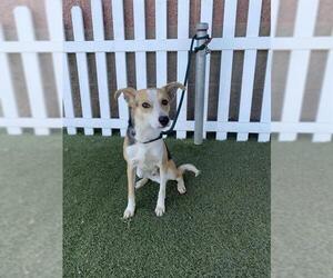 Beagle-Border Collie Mix Dogs for adoption in Modesto, CA, USA
