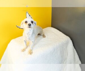 Maltese Dogs for adoption in Studio City, CA, USA