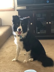 Border Collie Dogs for adoption in vacaville, CA, USA