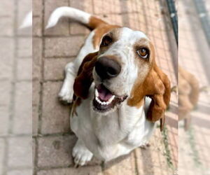 Basset Hound Dogs for adoption in Deepwater, NJ, USA