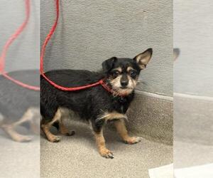 Mutt Dogs for adoption in Las Vegas, NV, USA