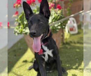 Labrador Retriever-Unknown Mix Dogs for adoption in San Diego, CA, USA
