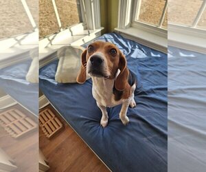 Beagle Dogs for adoption in Greenville, SC, USA