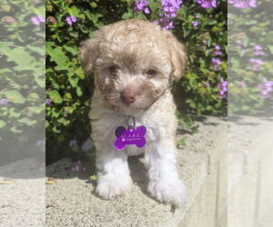 Medium Photo #2 Poodle (Miniature) Puppy For Sale in Corona, CA, USA