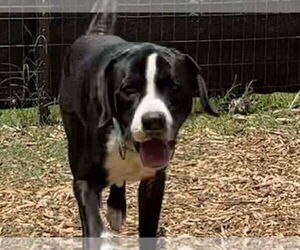 Labrador Retriever-Unknown Mix Dogs for adoption in Rustburg, VA, USA