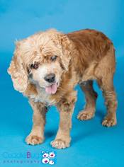 Cocker Spaniel Dogs for adoption in Irving, TX, USA