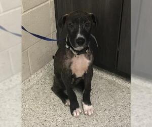 Black Mouth Cur-Unknown Mix Dogs for adoption in Conroe, TX, USA