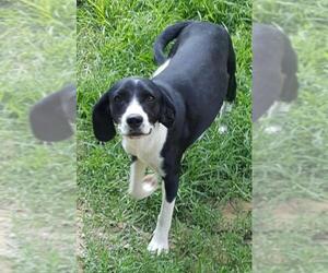 Mutt Dogs for adoption in Baileyton, AL, USA