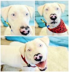 Dalmatian-Dogo Argentino Mix Dogs for adoption in Vancouver, WA, USA