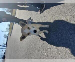 Pembroke Welsh Corgi-Unknown Mix Dogs for adoption in Middletown, NY, USA