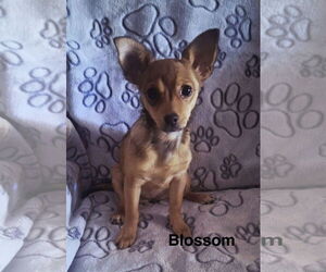 Chihuahua-Unknown Mix Dogs for adoption in Colorado Springs, CO, USA