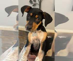 Medium Photo #1 Mutt Puppy For Sale in Holly Springs, NC, USA