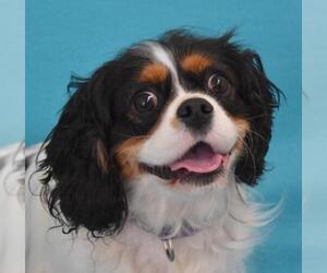 Cavalier King Charles Spaniel Dogs for adoption in Eureka, CA, USA