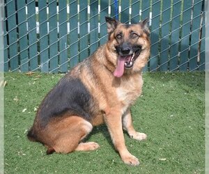 German Shepherd Dog Dogs for adoption in Oroville, CA, USA