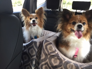 Papillon Dogs for adoption in Jacksonville, FL, USA