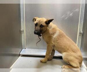 German Shepherd Dog-Unknown Mix Dogs for adoption in Modesto, CA, USA