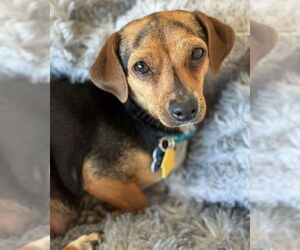 Chiweenie Dogs for adoption in Corona, CA, USA