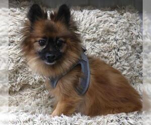 Pominese Dogs for adoption in Thief River Falls, MN, USA