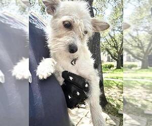 Miniature Schnauzer-Unknown Mix Dogs for adoption in Houston, TX, USA