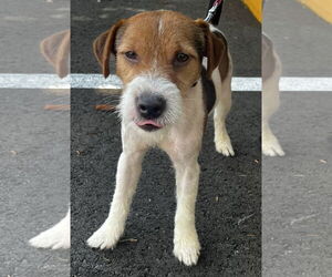 Jack Russell Terrier-Parson Russell Terrier Mix Dogs for adoption in Sanford, FL, USA