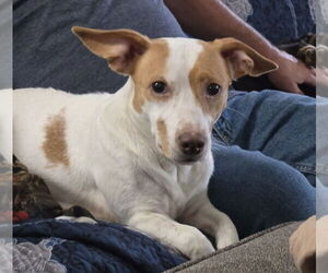 Chiweenie Dogs for adoption in Foristell, MO, USA