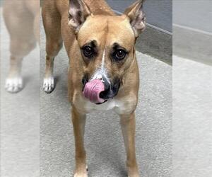 Boxer-Unknown Mix Dogs for adoption in Las Vegas, NV, USA