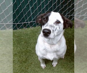 Border Collie Dogs for adoption in Downey, CA, USA