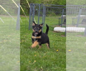 Mutt Dogs for adoption in Aurora, IN, USA