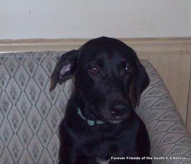 Labrador Retriever Dogs for adoption in Crossville, AL, USA
