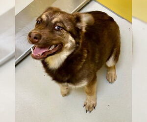 Huskies -Unknown Mix Dogs for adoption in Pampa, TX, USA